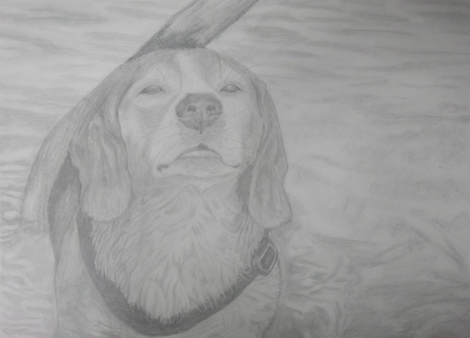 beagle